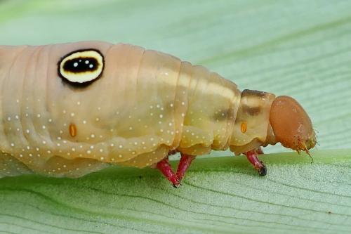 Hippotion celerio