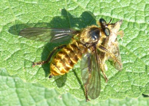 Réf. 208 375 : Choerades fimbriata