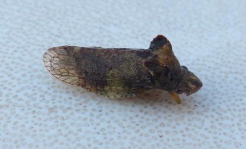 Ledra aurita