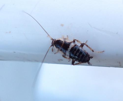 Réf. 208 449 : Planuncus vinzi