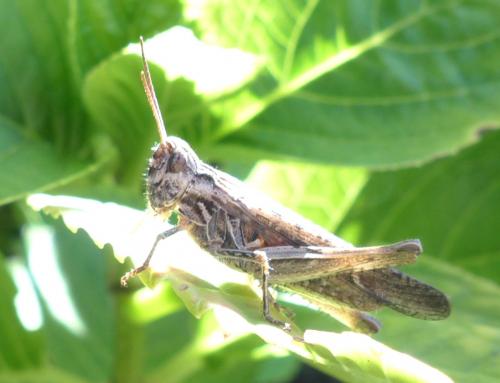 Réf. 208 476 : Chorthippus brunneus brunneus