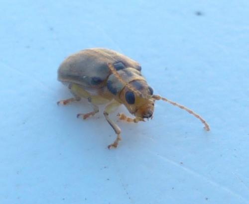 Réf. 208 507 : Pyrrhalta viburni
