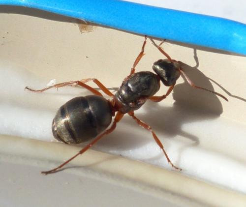 Réf. 208 509 : Formica cunicularia