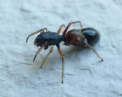 Leptorchestes berolinensis