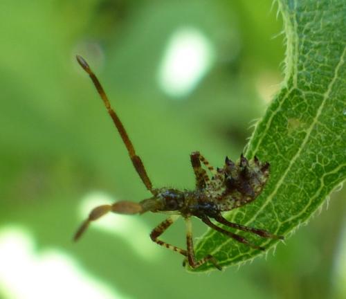 Réf. 208 582 : Coreus marginatus