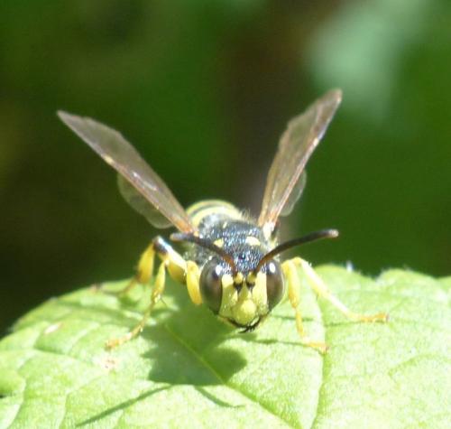 Cerceris arenaria