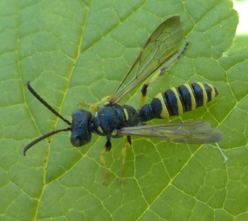 Cerceris arenaria