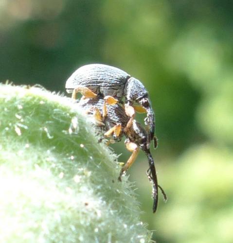 Rhopalapion longirostre