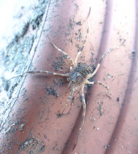 Odiellus spinosus