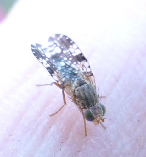 Réf. 208 681 : Tephritis vespertina