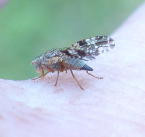 Tephritis vespertina