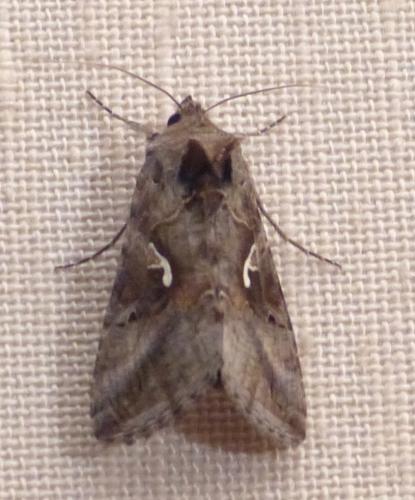 Réf. 208 713 : Autographa gamma