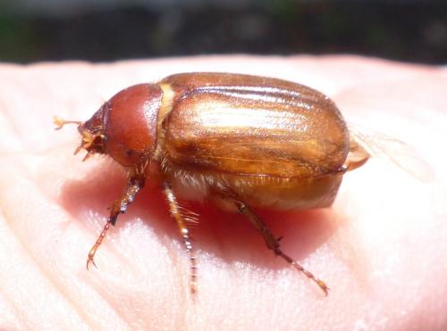 Amphimallon sp.