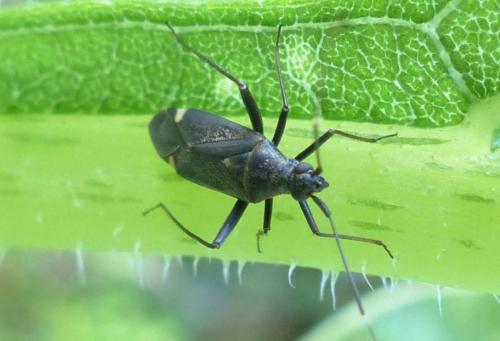 Réf. 208 733 : Closterotomus sp.