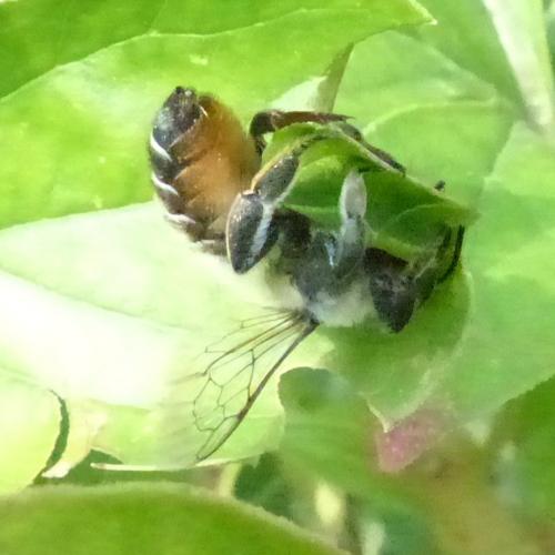 Megachile sp.