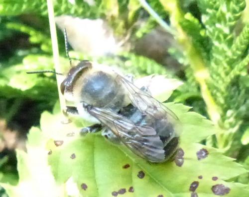 Megachile sp.