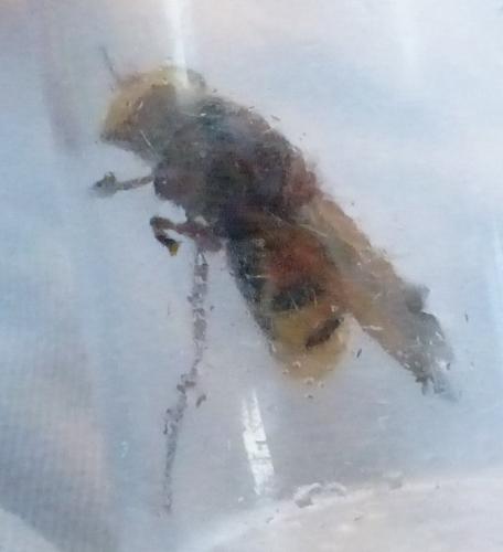 Volucella zonaria