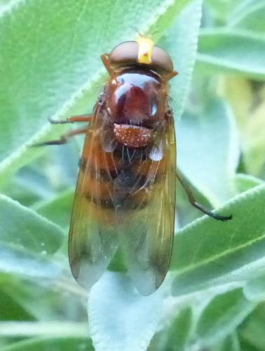 Volucella zonaria