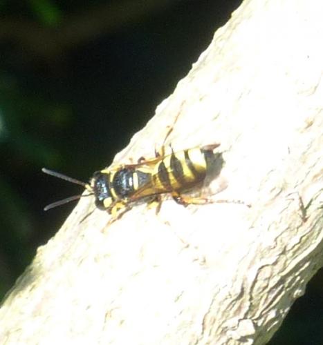 Cerceris arenaria