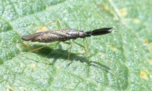 Réf. 208 799 : Heterotoma planicornis