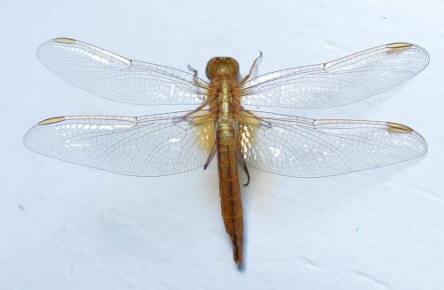 Réf. 208 875 : Crocothemis erythraea
