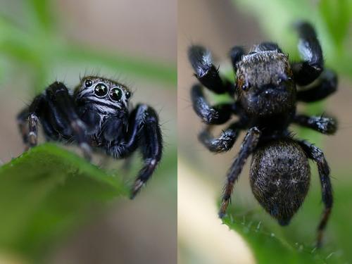 Evarcha arcuata