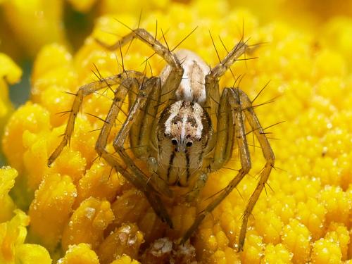 Réf. 208 249 : Oxyopes sp.