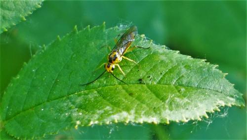 Réf. 208 995 : Nematinae inconnu