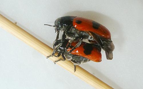 Réf. 208 468 : Clytra sp.