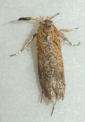 Ochsenheimeria taurella