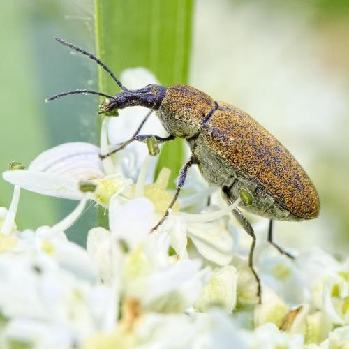 Réf. 208 340 : Mycterus curculioides