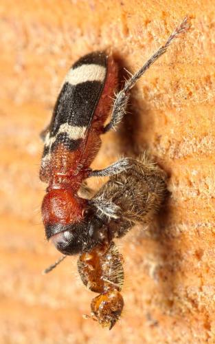 Réf. 208 343 : Thanasimus formicarius