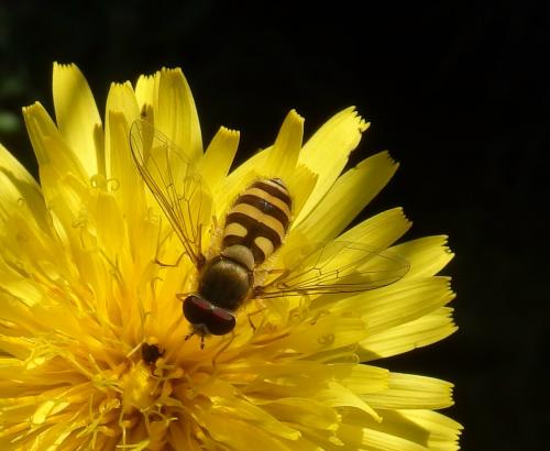 Syrphus ribesii