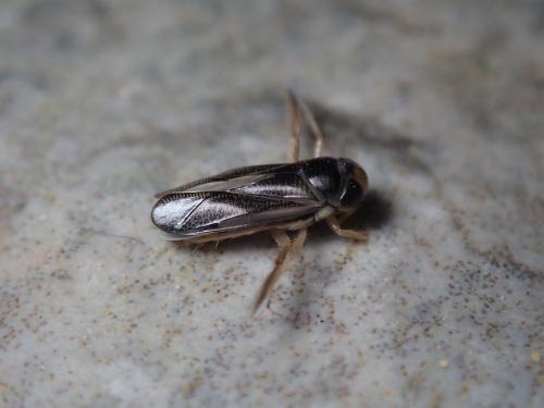 Réf. 208 247 : Corixinae inconnu