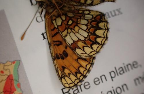 Melitaea athalia