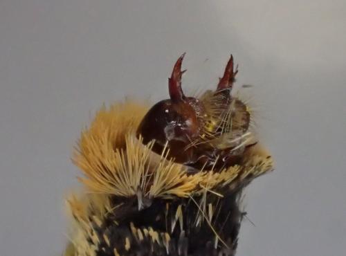 Melitaea athalia