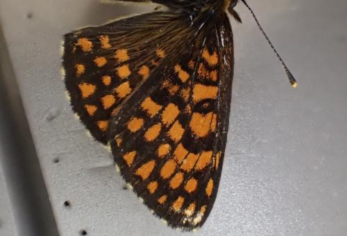 Melitaea athalia