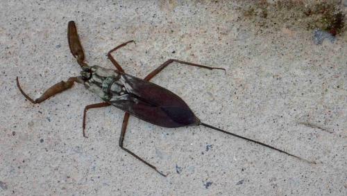 Laccotrephes sp.