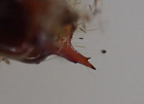 Réf. 208 516 : Melitaea athalia