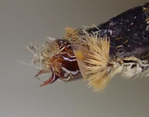 Melitaea athalia