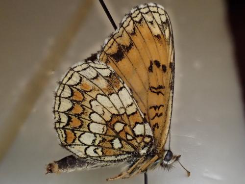 Melitaea athalia