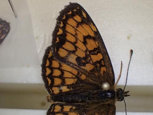 Melitaea athalia