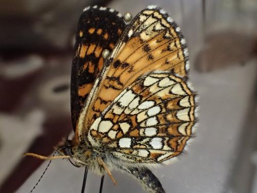 Melitaea diamina