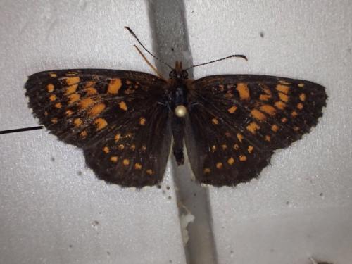 Melitaea diamina