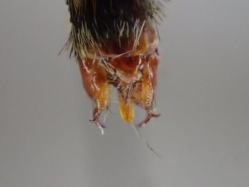 Melitaea diamina