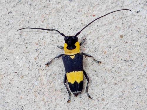 Glenea sp.