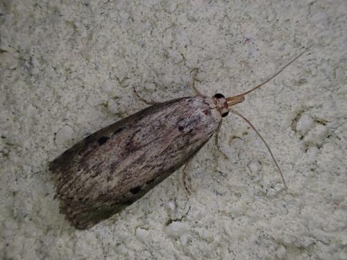 Aphomia sociella