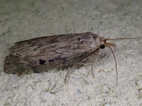 Réf. 208 992 : Aphomia sociella
