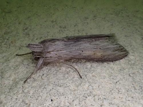 Cucullia umbratica
