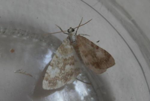 Perizoma flavofasciata